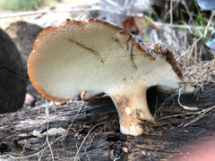 Polyporus mcmurphyi
