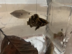 Nandus nebulosus