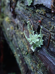 Cladonia umbricola