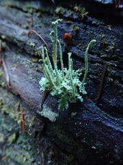 Cladonia umbricola