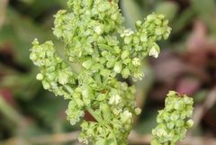Rumex crassus