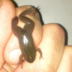 Xenopus tropicalis