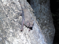 Balantiopteryx plicata