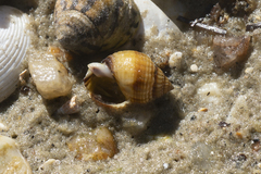 Nassarius pauperatus