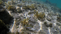 Canthigaster callisterna