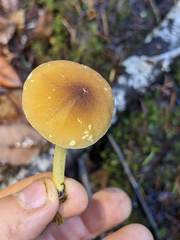 Pluteus fulvibadius