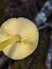 Pluteus fulvibadius