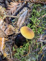 Pluteus fulvibadius