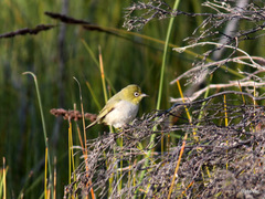 Zosterops lateralis chloronotus