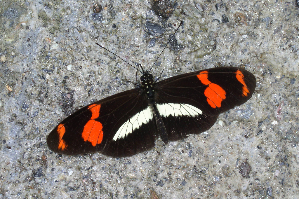 telesiphe longwing