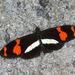 Heliconius telesiphe telesiphe - Photo (c) Kristof & Yulia, some rights reserved (CC BY), uploaded by Kristof & Yulia