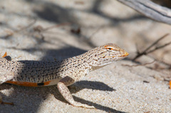 Colorado Desert Fringe-Toed Lizard photo 2