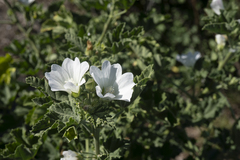 Malva preissiana
