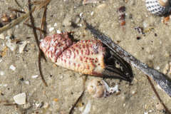 Nectocarcinus