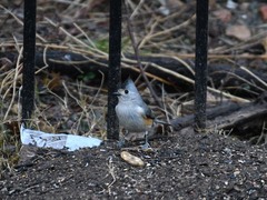 Baeolophus bicolor × atricristatus