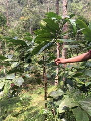 Coffea canephora