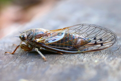 Gelidea torrida