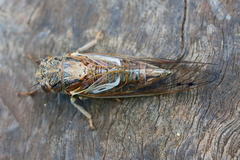 Gelidea torrida