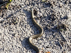 Elapognathus coronatus