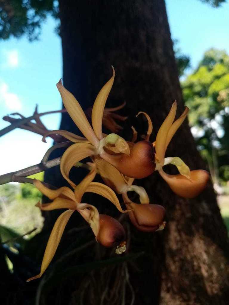 Mormodes fractiflexa