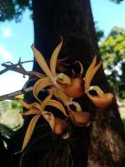 Mormodes fractiflexa