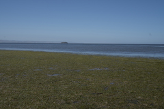 Zostera muelleri