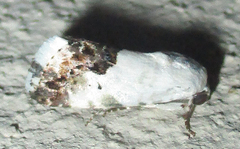 Acontia discoidea