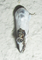 Acontia discoidea