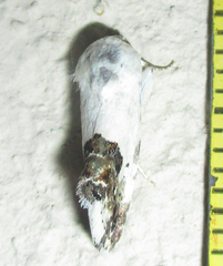 Acontia discoidea
