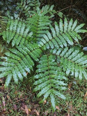 Ptisana