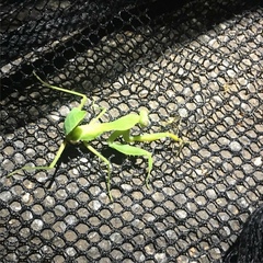 Sphodromantis lineola