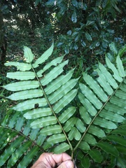 Ptisana