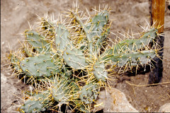 Opuntia megarrhiza