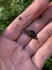Nandus nebulosus