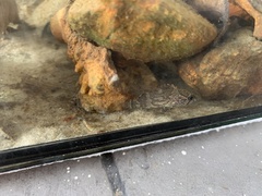 Nandus nebulosus