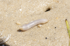 Paracaudina bacillis