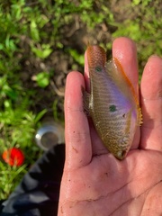 Trichopodus trichopterus