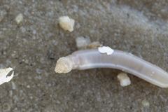 Paracaudina bacillis