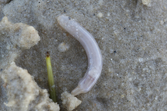 Paracaudina bacillis