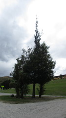 Nothofagus cliffortioides