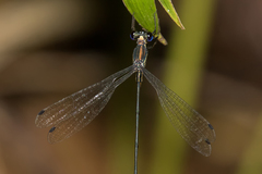Synlestes selysi