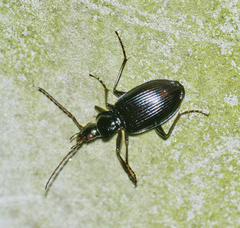 Limodromus