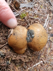 Pisolithus thermaeus