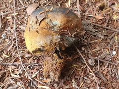 Pisolithus thermaeus