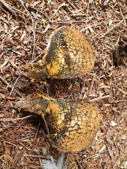 Pisolithus thermaeus