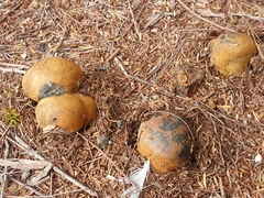 Pisolithus thermaeus