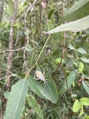 Amorbini