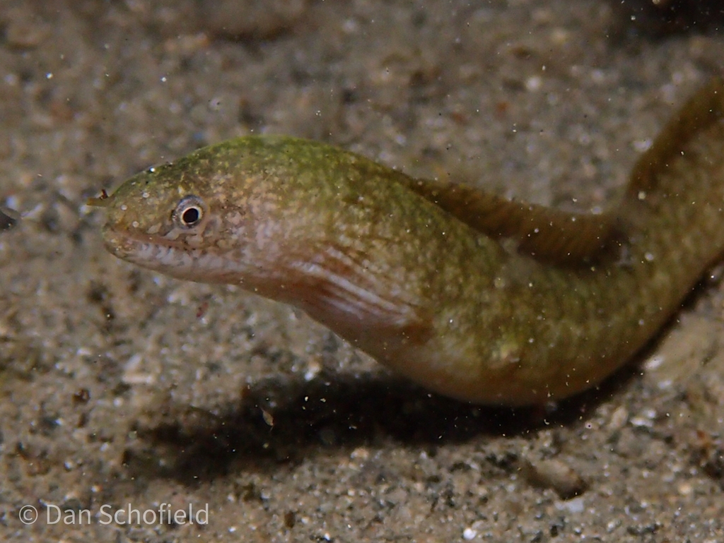 Richardson's Moray