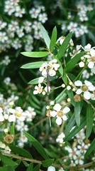 Gasteruption longicolle