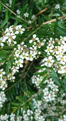 Gasteruption longicolle